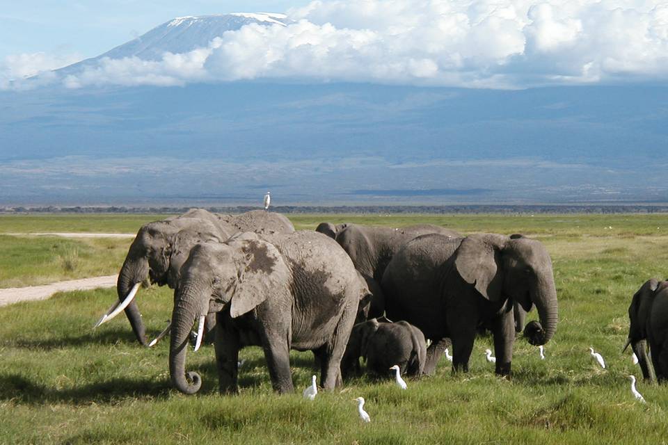 Kilimanjaro