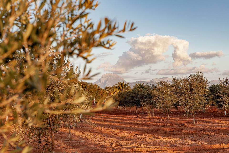 Finca Mesa Jardín