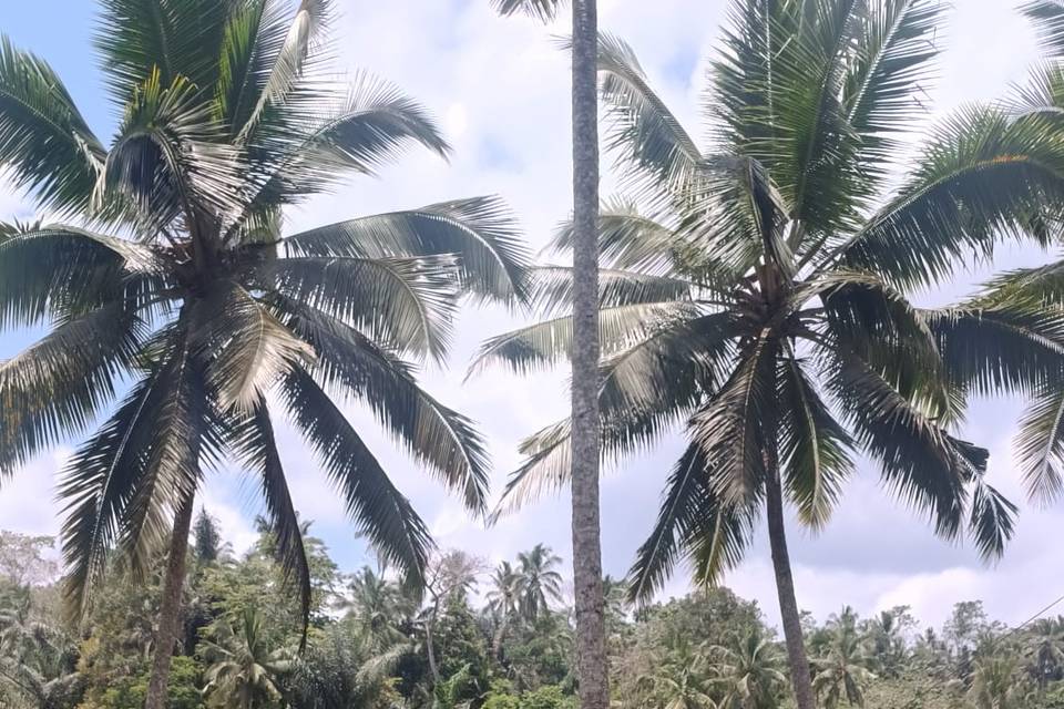 Novios en bali