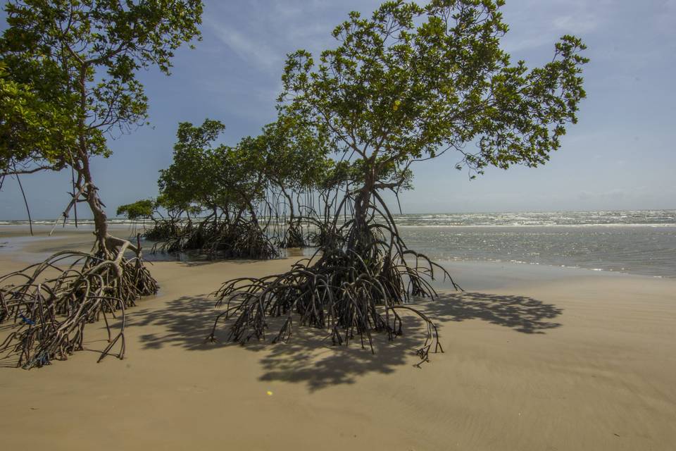 Marajó