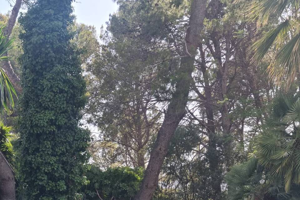 Palma Eventos