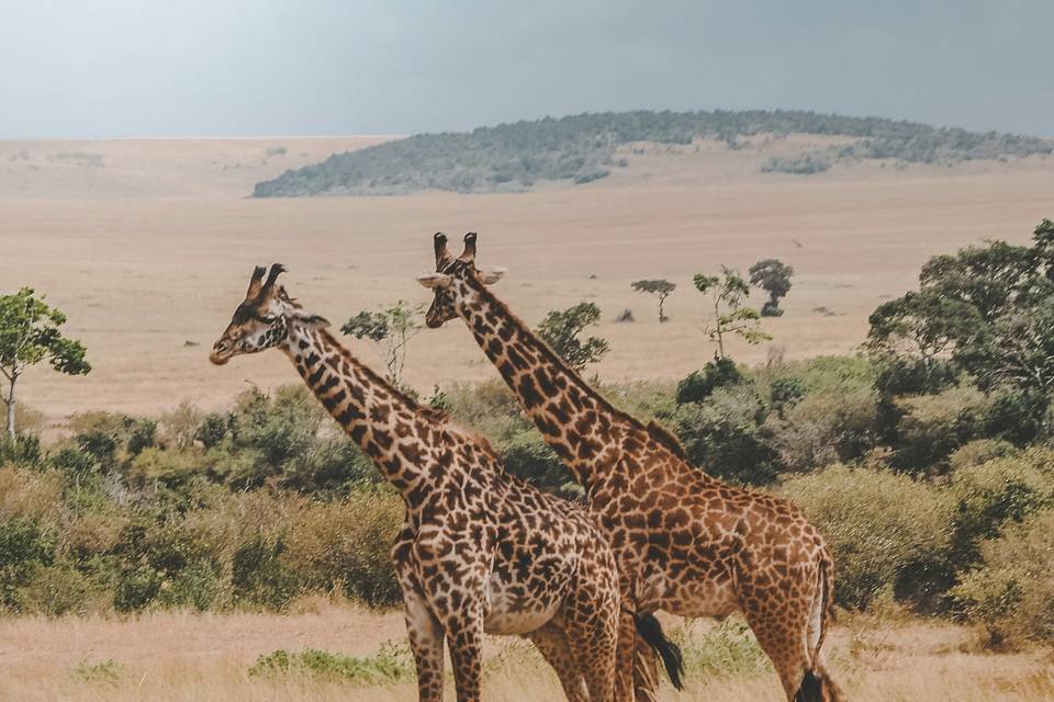 Kenia y Tanzania