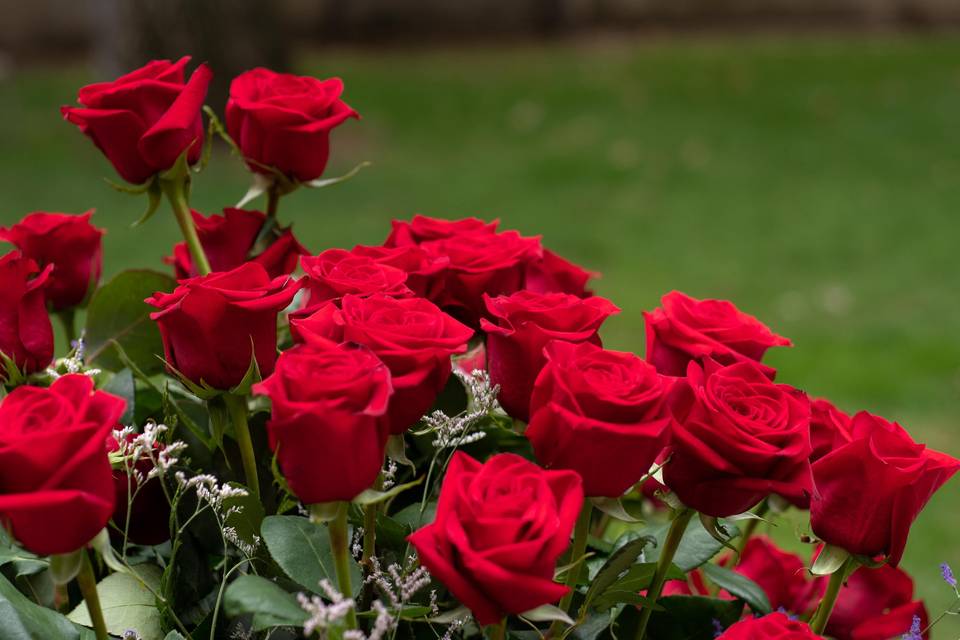 Rosas para la celebración