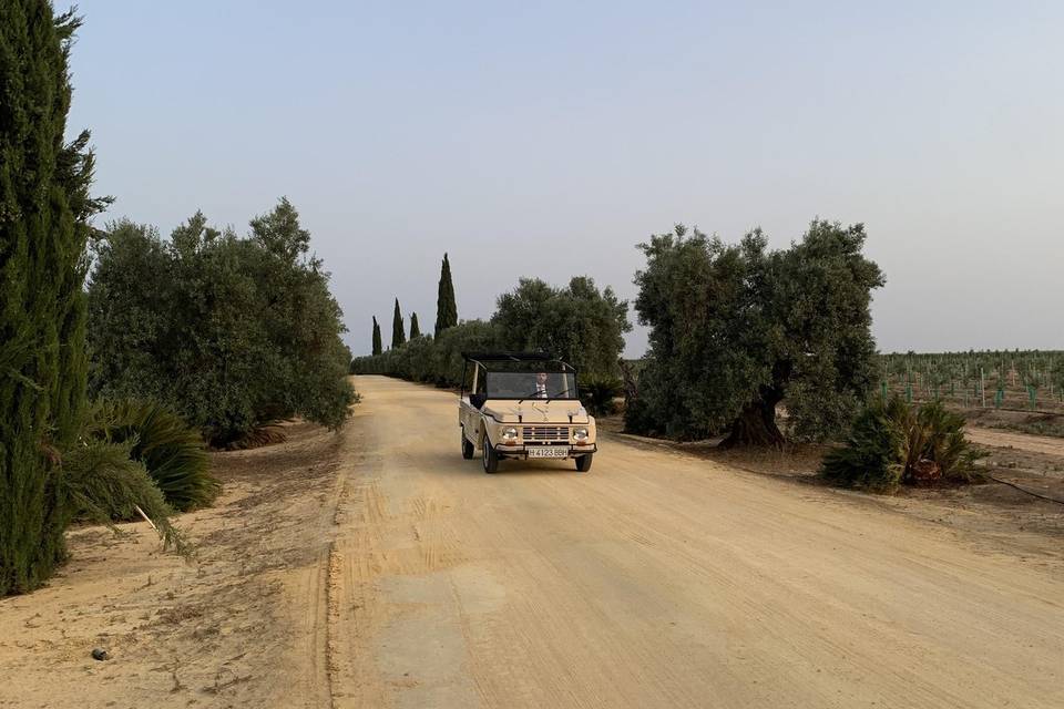 Mehari