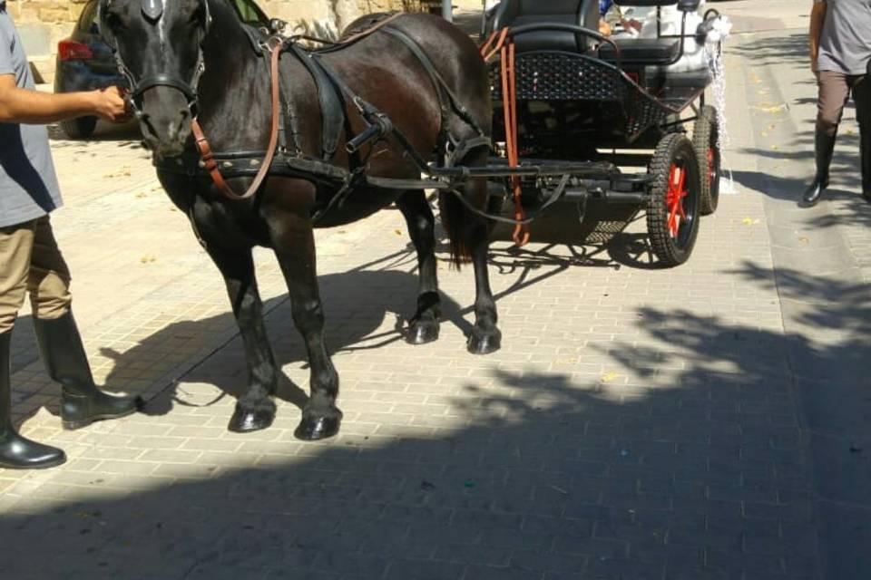 Coche de caballos