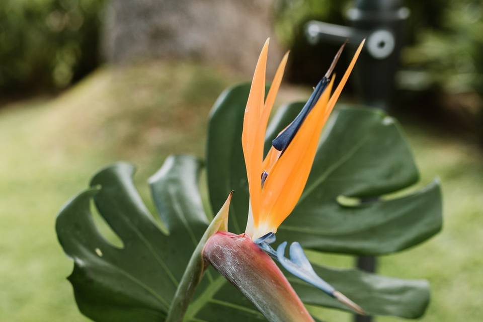 Strelitzia