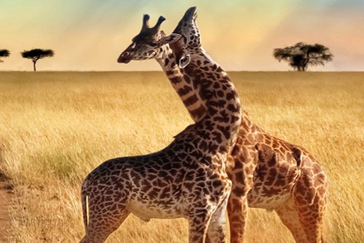 Kenya