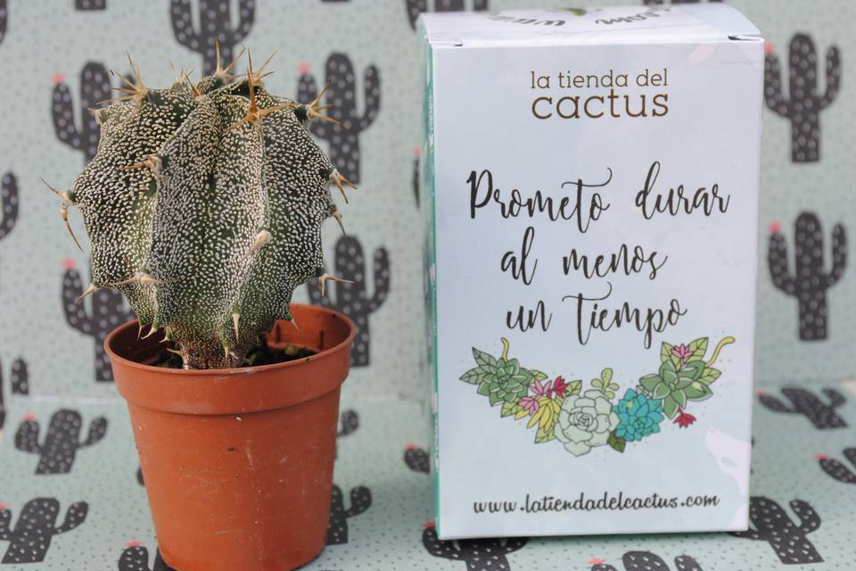 Cactus y caja