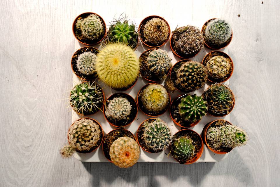 Cactus para regalar