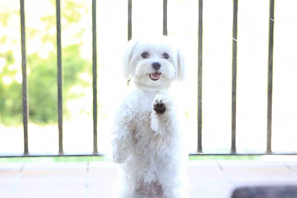 Perrito mirando a la novia