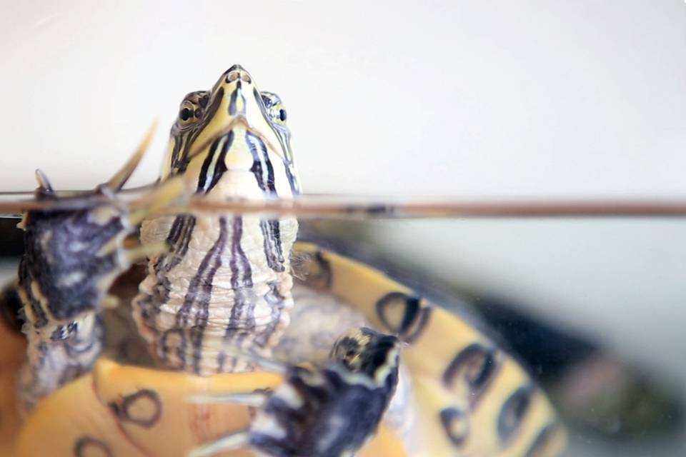 Tortuguita a la expectativa