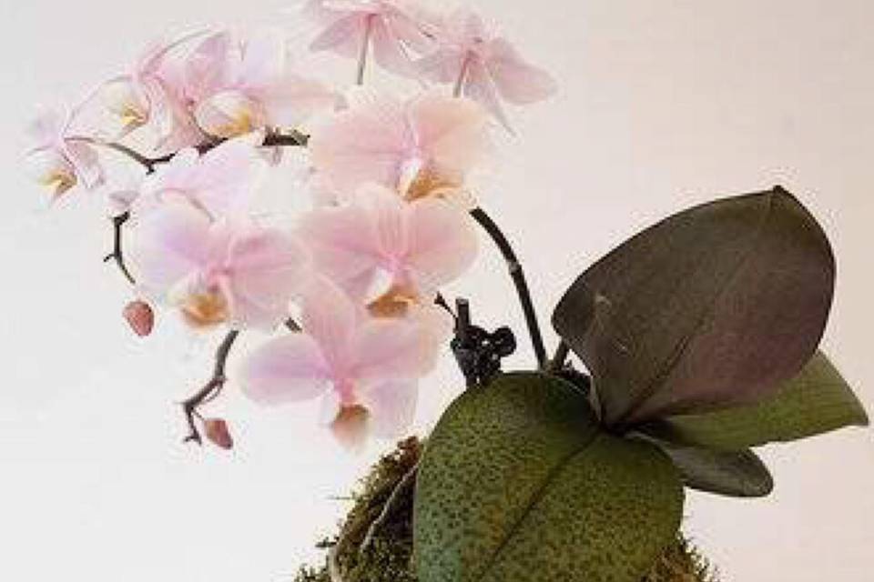 Kokedama orquídea