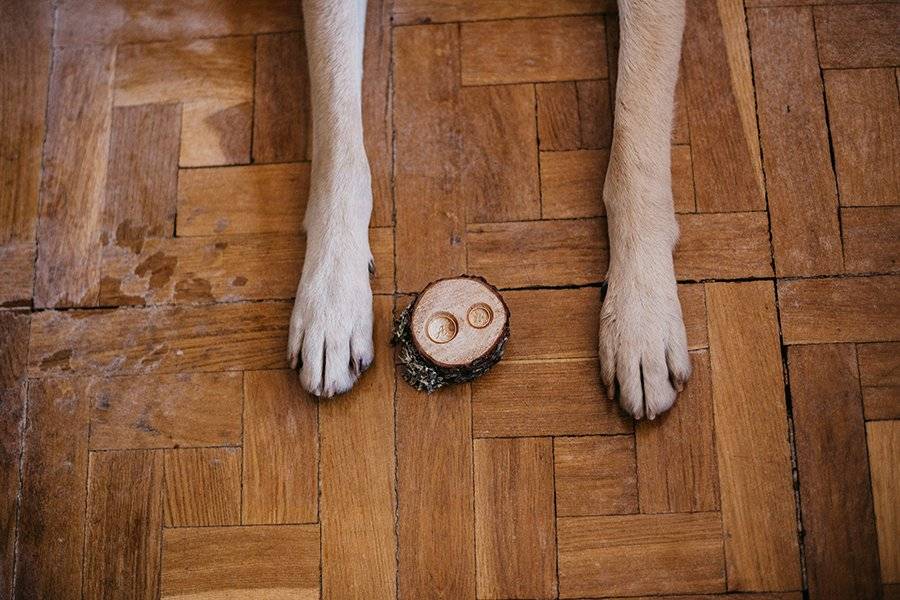 Un peludo & las alianzas