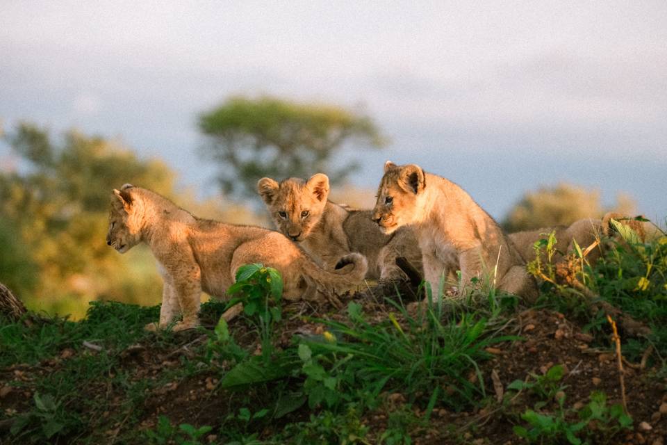 Safari en Tanzania