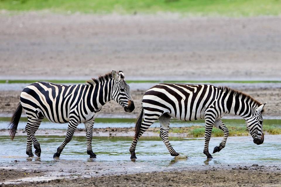 Safari Tanzania