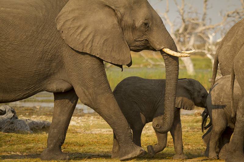 Viajes a Botswana