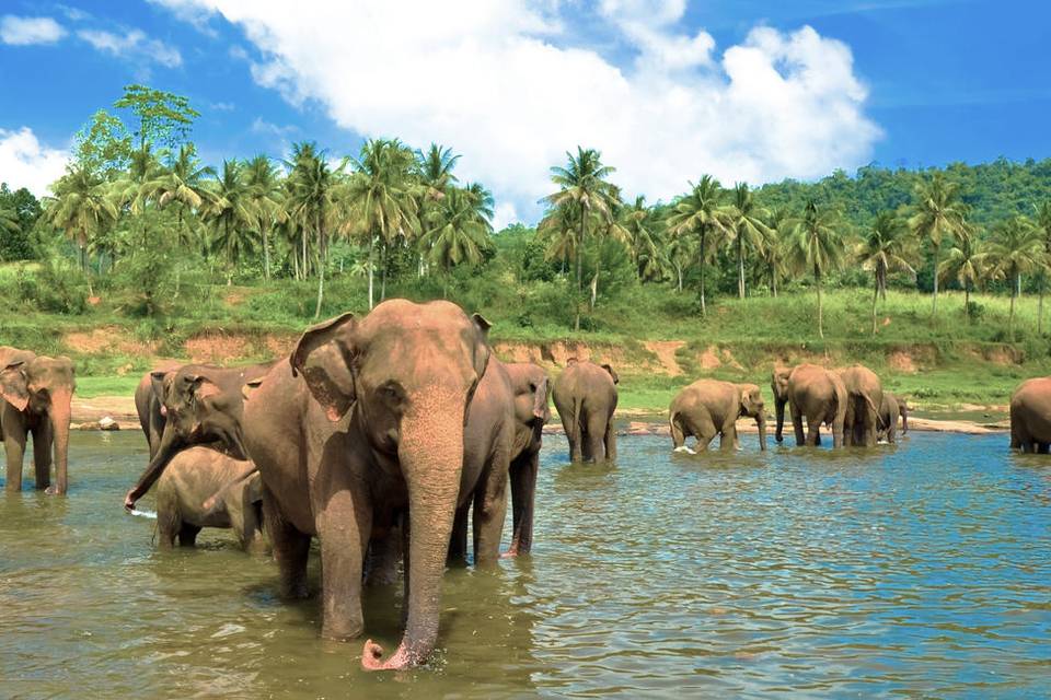 Viajes a Sri Lanka
