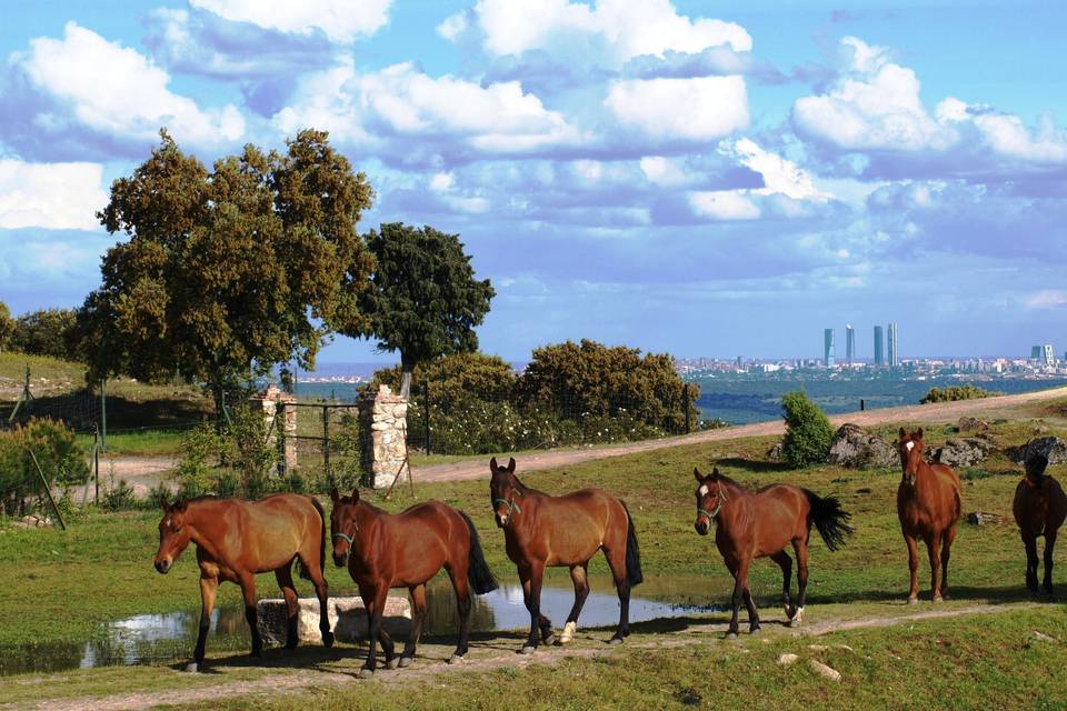 Caballos Finca el Pendolero