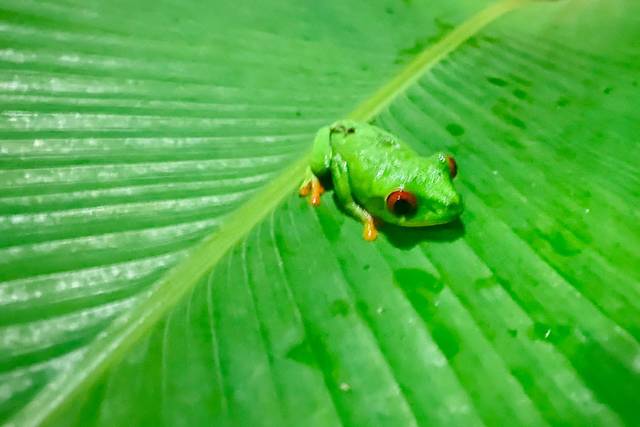 Rana de colores Costa Rica