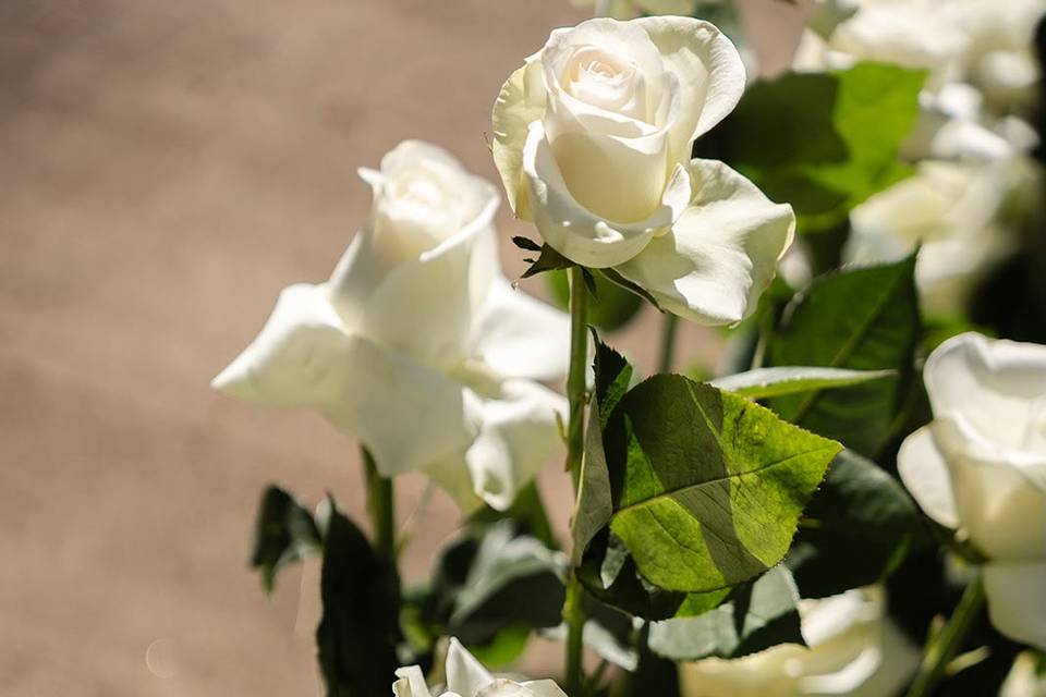 Flores del pasilo
