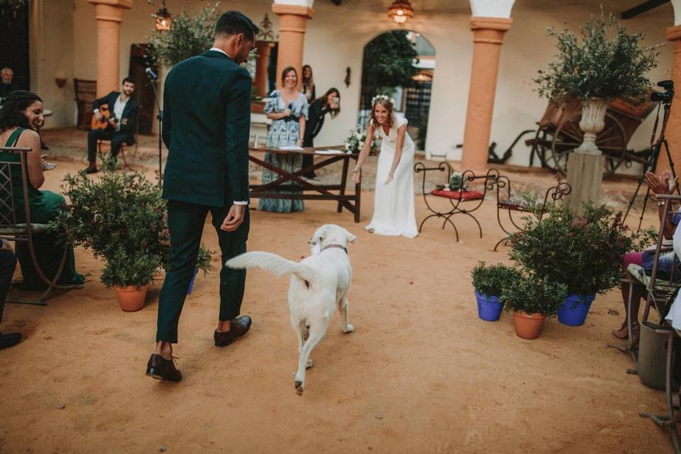 Boda civil con perro