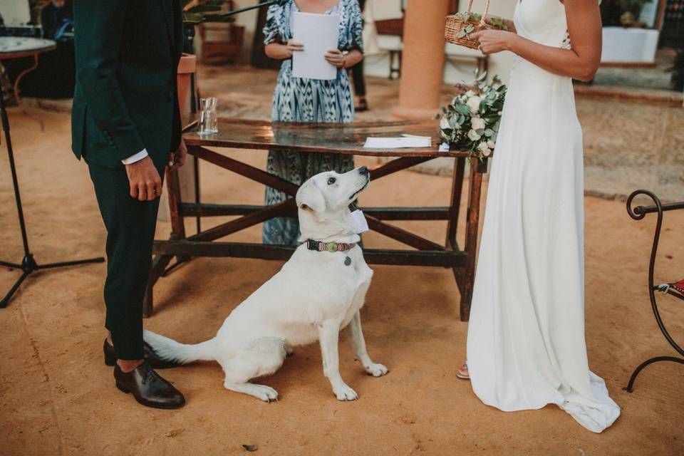 Boda civil con mascota