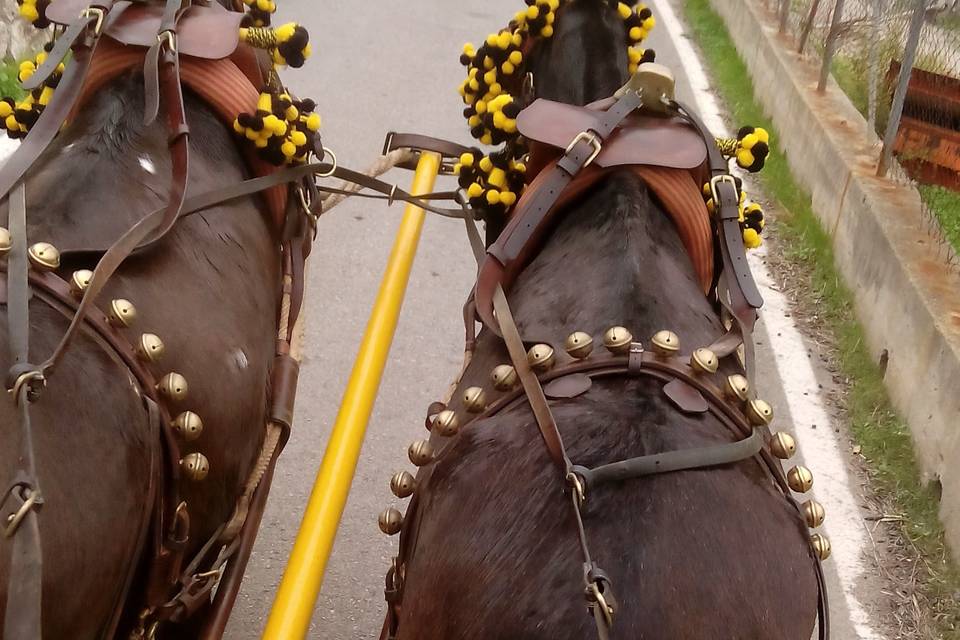 Atalajes de primera calidad