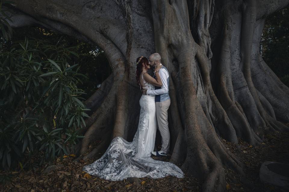 Fuertes como el árbol