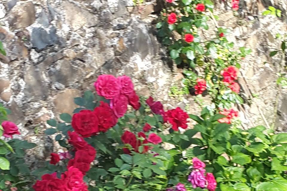 Flores en nuestro jardín