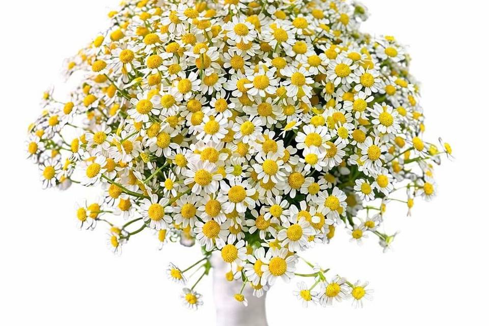 Buque con tanacetum
