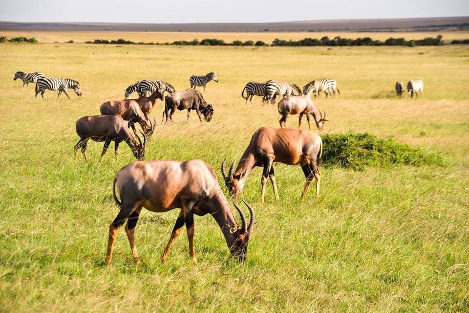 Safari Masai Mara - Kenya
