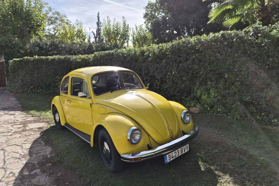Escarabajo