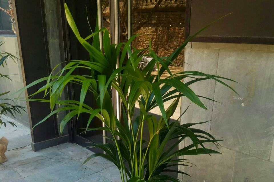 Plantas decor