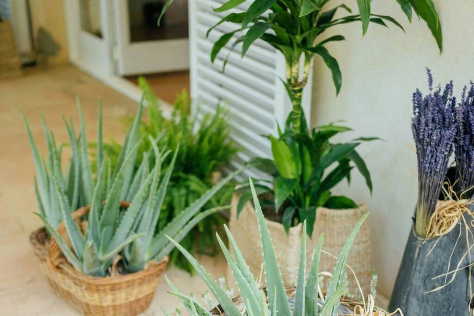 Plants Lovers