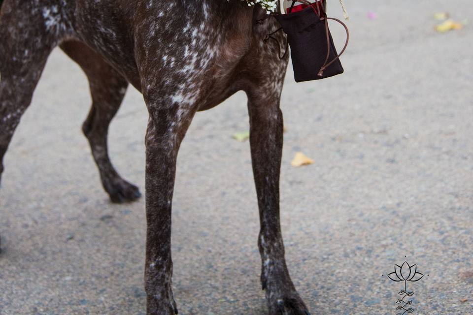 Coronas de flores para mascotas