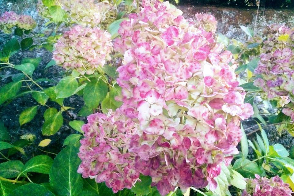 Hortensias en otoño de 2019