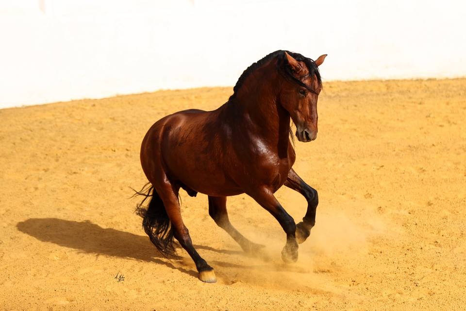 Caballos de la yeguada torrelu