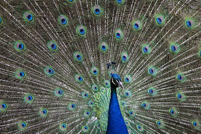 Pavo real