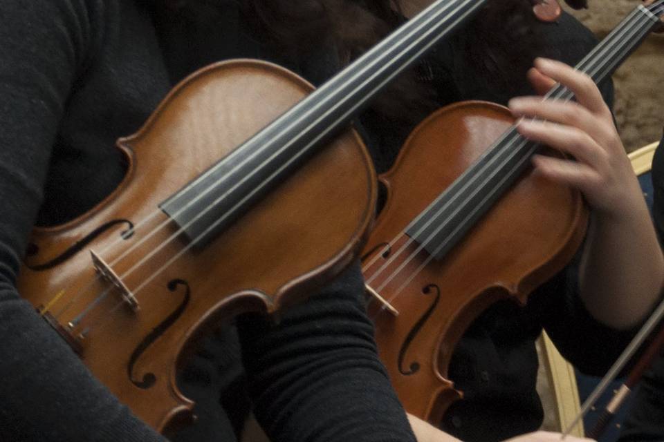 Violines