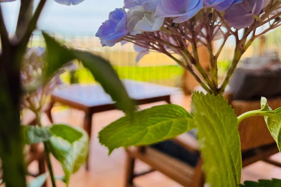 Muntanyeta Blue