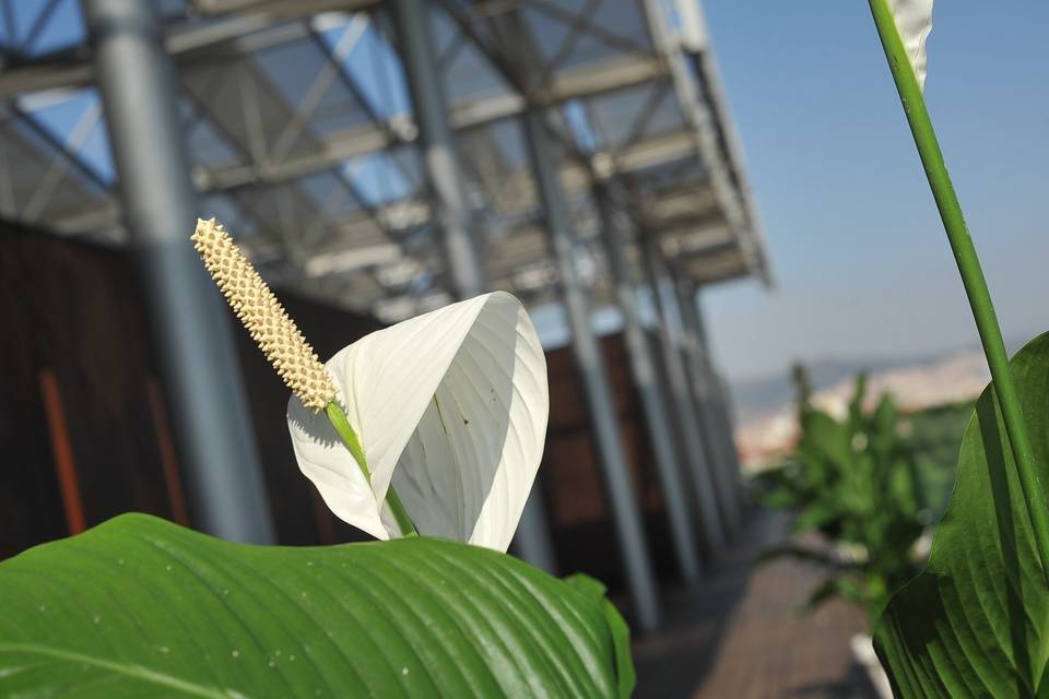 Detalle floral en terraza 10ª