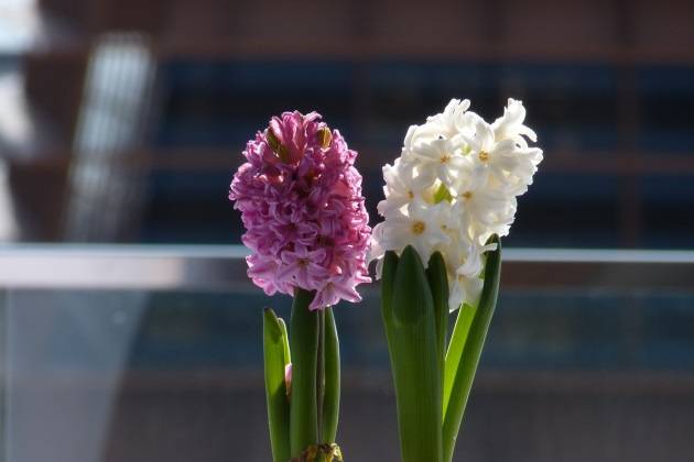 Detalle floral de la terraza