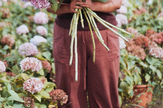 Hortensias de Galicia
