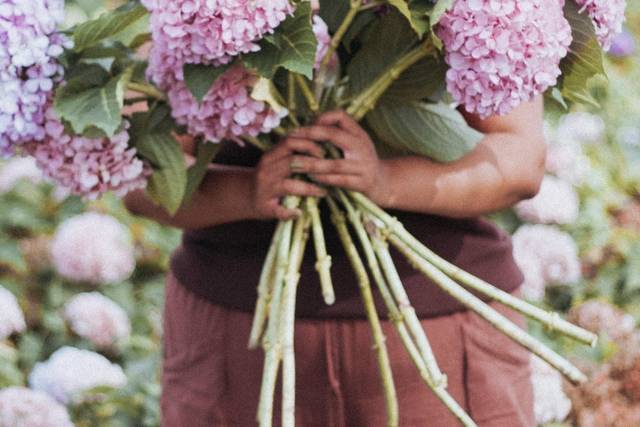 Hortensias de Galicia
