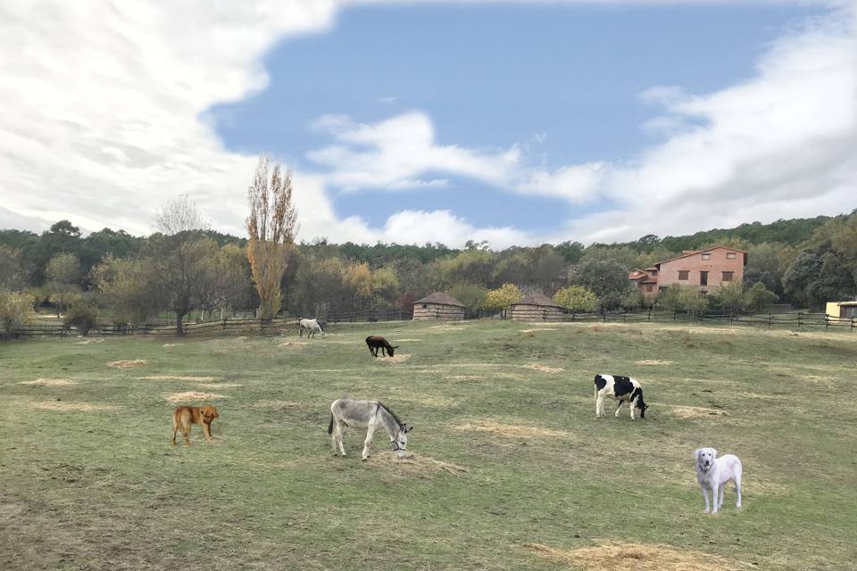 Los animales de la granja
