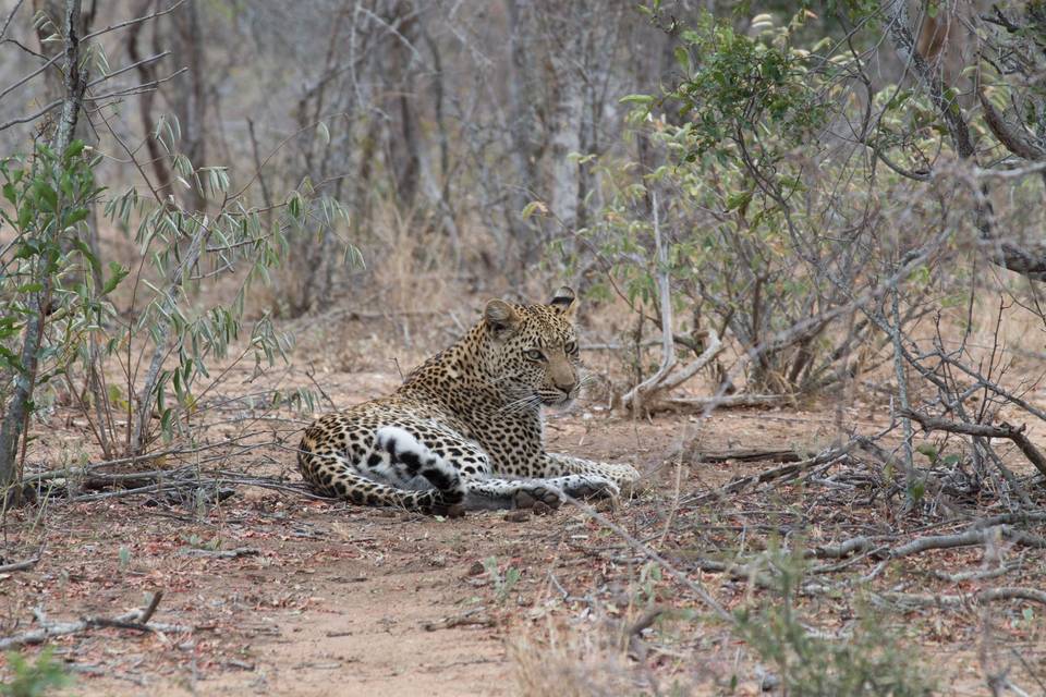 Leopardo descansando en Sudáfr