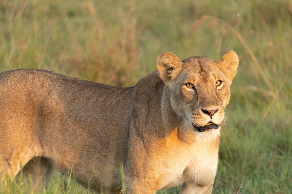 Leona en Kenya