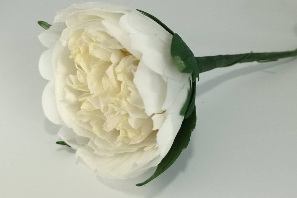 Peonia blanca de azúcar