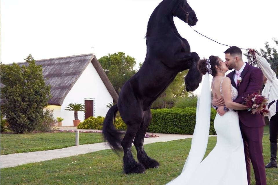 Caballo-Boda