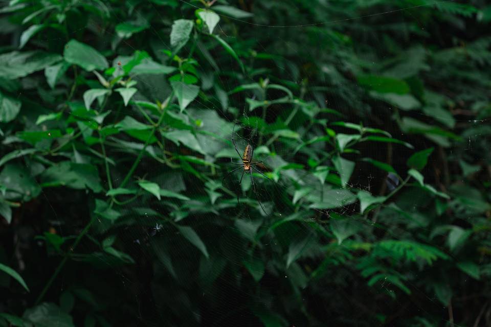 Safaria Tailandia